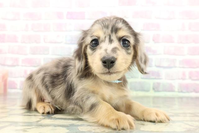 東京都のミニチュアダックスフンド(ロング) (Coo&RIKU秋葉原店/2026年1月3日生まれ/男の子/シルバーダップル)の子犬の3枚目の画像