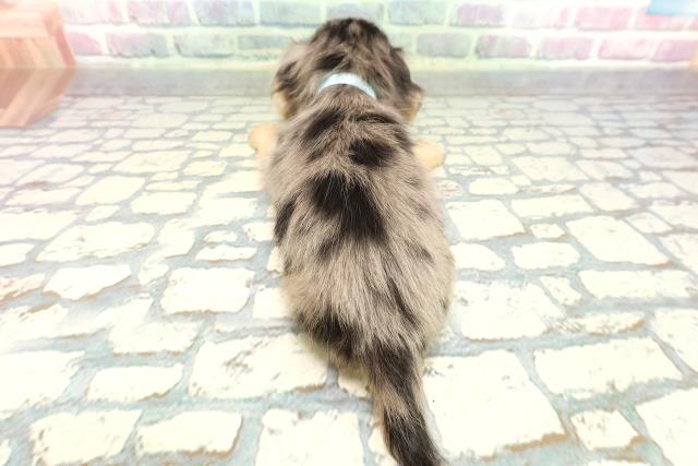 東京都のミニチュアダックスフンド(ロング) (Coo&RIKU秋葉原店/2026年1月3日生まれ/男の子/シルバーダップル)の子犬の4枚目の画像