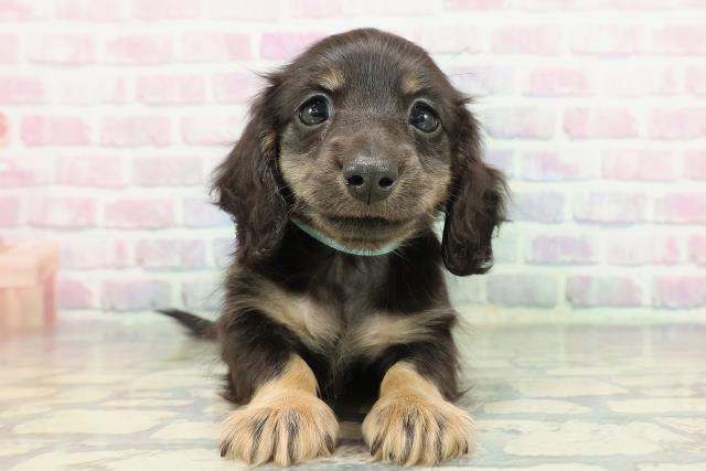 北海道のミニチュアダックスフンド(ロング) (Coo&RIKU旭川店/2026年1月3日生まれ/男の子/ブラックタン)の子犬の1枚目の画像