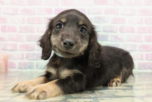 北海道のミニチュアダックスフンド(ロング) (Coo&RIKU旭川店/2026年1月3日生まれ/男の子/ブラックタン)の子犬の2枚目の画像