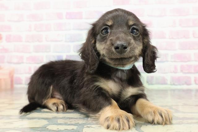 北海道のミニチュアダックスフンド(ロング) (Coo&RIKU旭川店/2026年1月3日生まれ/男の子/ブラックタン)の子犬の3枚目の画像