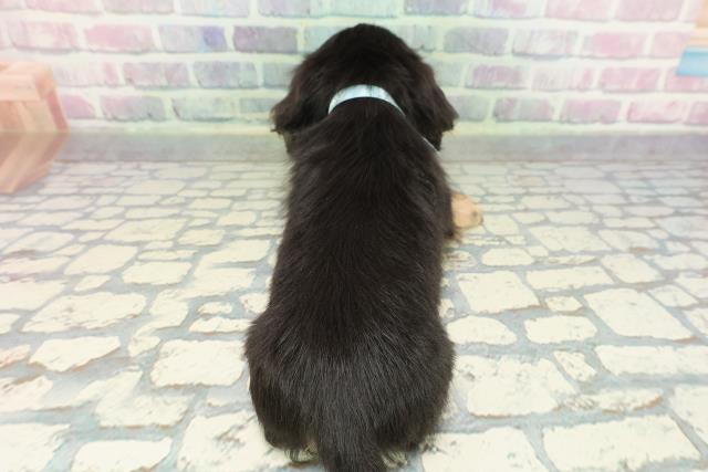 北海道のミニチュアダックスフンド(ロング) (Coo&RIKU旭川店/2026年1月3日生まれ/男の子/ブラックタン)の子犬の4枚目の画像