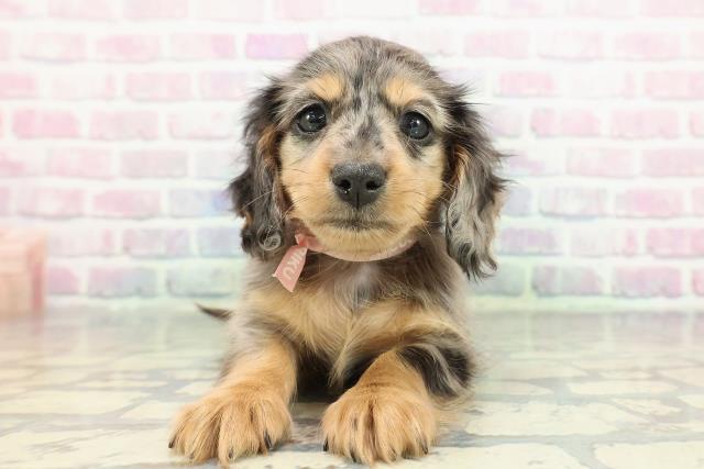 東京都のミニチュアダックスフンド(ロング) (Coo&RIKU武蔵小山店/2026年1月3日生まれ/女の子/シルバーダップル)の子犬の1枚目の画像