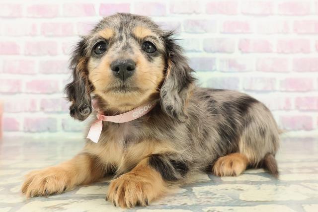 東京都のミニチュアダックスフンド(ロング) (Coo&RIKU武蔵小山店/2026年1月3日生まれ/女の子/シルバーダップル)の子犬の2枚目の画像