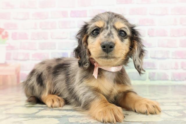 東京都のミニチュアダックスフンド(ロング) (Coo&RIKU武蔵小山店/2026年1月3日生まれ/女の子/シルバーダップル)の子犬の3枚目の画像