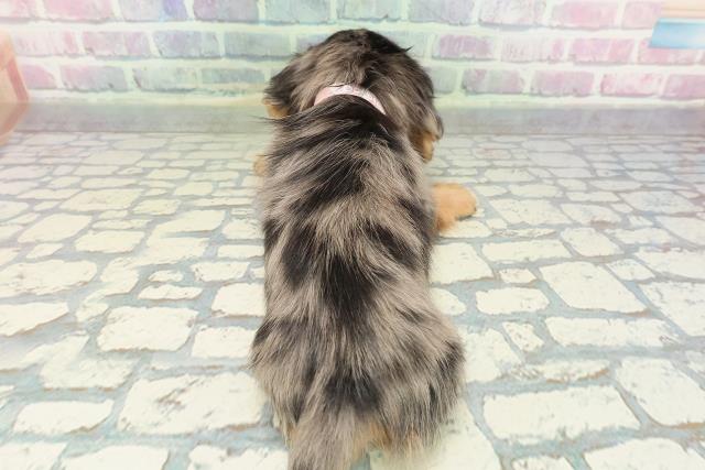 東京都のミニチュアダックスフンド(ロング) (Coo&RIKU武蔵小山店/2026年1月3日生まれ/女の子/シルバーダップル)の子犬の4枚目の画像