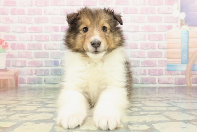 長野県のシェットランドシープドッグ (Coo&RIKU松本店/2026年1月3日生まれ/男の子/セーブルホワイト)の子犬の1枚目の画像