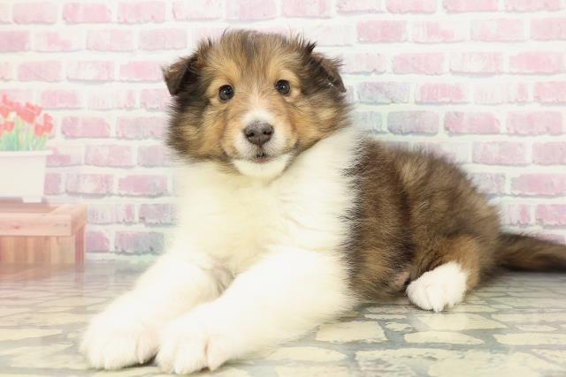 長野県のシェットランドシープドッグ (Coo&RIKU松本店/2026年1月3日生まれ/男の子/セーブルホワイト)の子犬の2枚目の画像