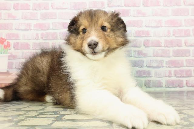 長野県のシェットランドシープドッグ (Coo&RIKU松本店/2026年1月3日生まれ/男の子/セーブルホワイト)の子犬の3枚目の画像