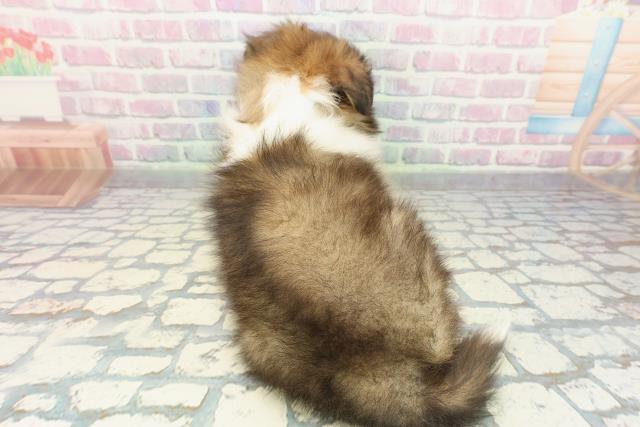 長野県のシェットランドシープドッグ (Coo&RIKU松本店/2026年1月3日生まれ/男の子/セーブルホワイト)の子犬の4枚目の画像