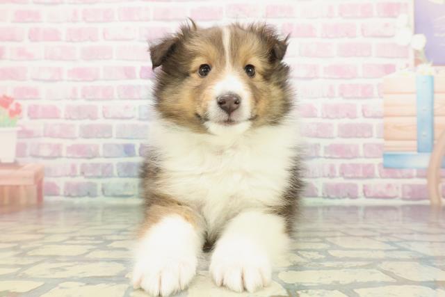 シェットランドシープドッグ