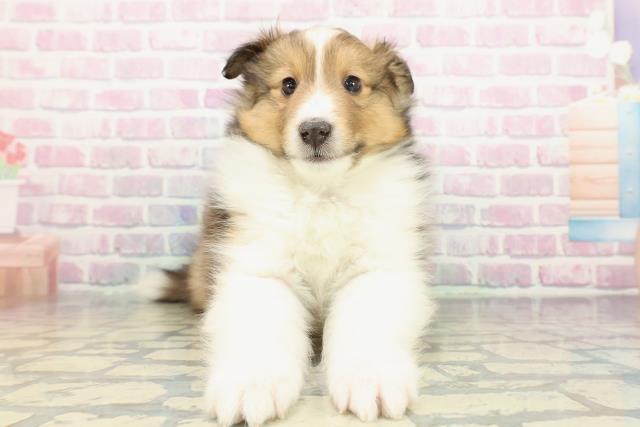 静岡県のシェットランドシープドッグ (Coo&RIKU沼津店/2026年1月3日生まれ/男の子/セーブルホワイト)の子犬の1枚目の画像