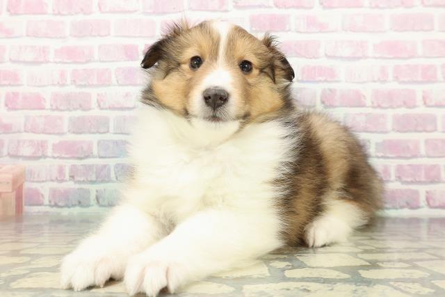 静岡県のシェットランドシープドッグ (Coo&RIKU沼津店/2026年1月3日生まれ/男の子/セーブルホワイト)の子犬の2枚目の画像