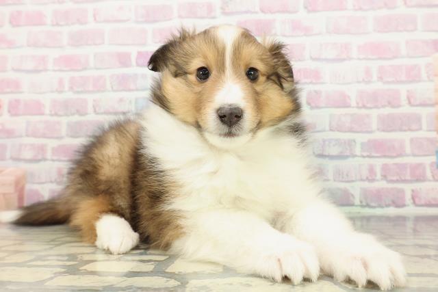 静岡県のシェットランドシープドッグ (Coo&RIKU沼津店/2026年1月3日生まれ/男の子/セーブルホワイト)の子犬の3枚目の画像