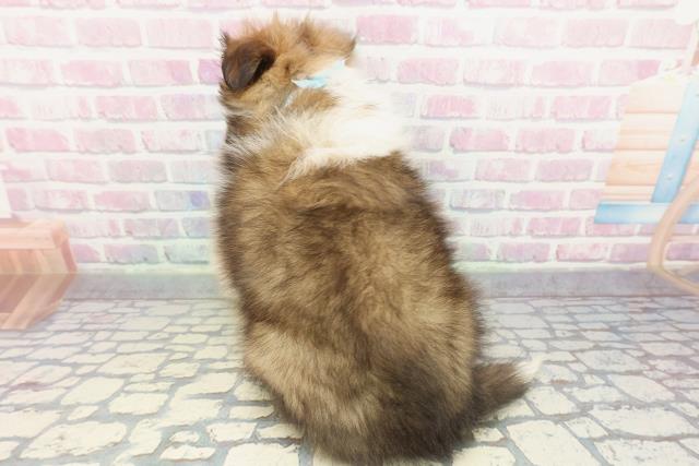 静岡県のシェットランドシープドッグ (Coo&RIKU沼津店/2026年1月3日生まれ/男の子/セーブルホワイト)の子犬の4枚目の画像