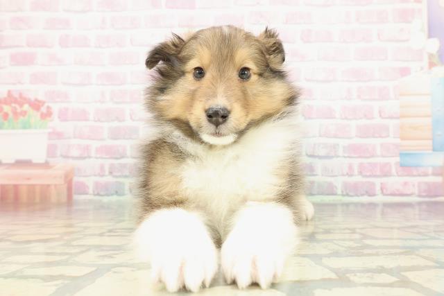 北海道のシェットランドシープドッグ (Coo&RIKU苫小牧店/2026年1月3日生まれ/男の子/セーブルホワイト)の子犬