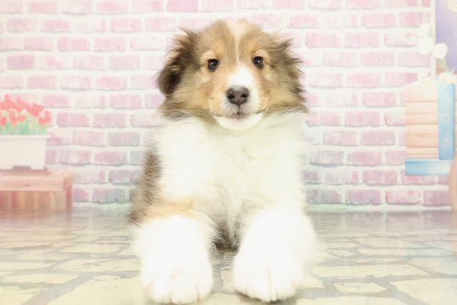 シェットランドシープドッグ