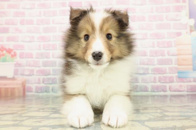 神奈川県のシェットランドシープドッグ (Coo&RIKU長津田店/2026年1月1日生まれ/男の子/セーブルホワイト)の子犬
