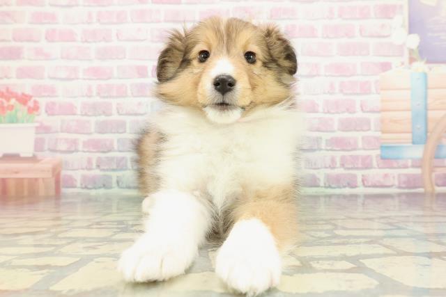 神奈川県のシェットランドシープドッグ (Coo&RIKU相模原店/2026年1月1日生まれ/女の子/セーブルホワイト)の子犬