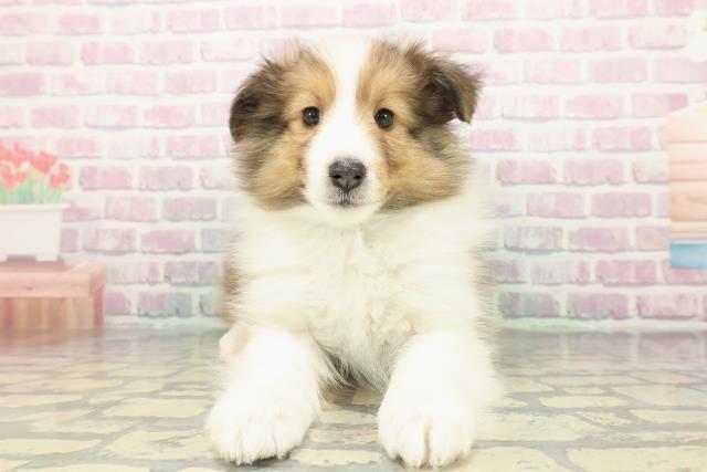 静岡県のシェットランドシープドッグ (Coo&RIKU静岡SBS通り店/2026年1月1日生まれ/女の子/セーブルホワイト)の子犬の1枚目の画像