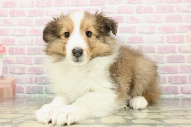 静岡県のシェットランドシープドッグ (Coo&RIKU静岡SBS通り店/2026年1月1日生まれ/女の子/セーブルホワイト)の子犬の2枚目の画像