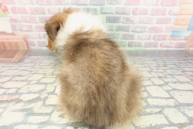 静岡県のシェットランドシープドッグ (Coo&RIKU静岡SBS通り店/2026年1月1日生まれ/女の子/セーブルホワイト)の子犬の4枚目の画像