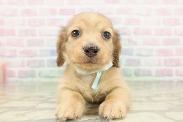 カニンヘンダックスフンド