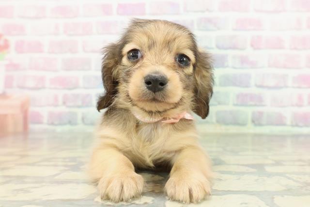 東京都のカニンヘンダックスフンド(ロング) (Coo&RIKU中野サンモール店/2026年1月2日生まれ/女の子/シェーデットイエロー)の子犬の1枚目の画像