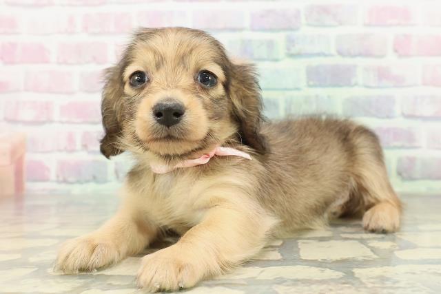 東京都のカニンヘンダックスフンド(ロング) (Coo&RIKU中野サンモール店/2026年1月2日生まれ/女の子/シェーデットイエロー)の子犬の2枚目の画像