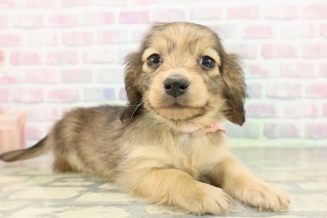 東京都のカニンヘンダックスフンド(ロング) (Coo&RIKU中野サンモール店/2026年1月2日生まれ/女の子/シェーデットイエロー)の子犬の3枚目の画像