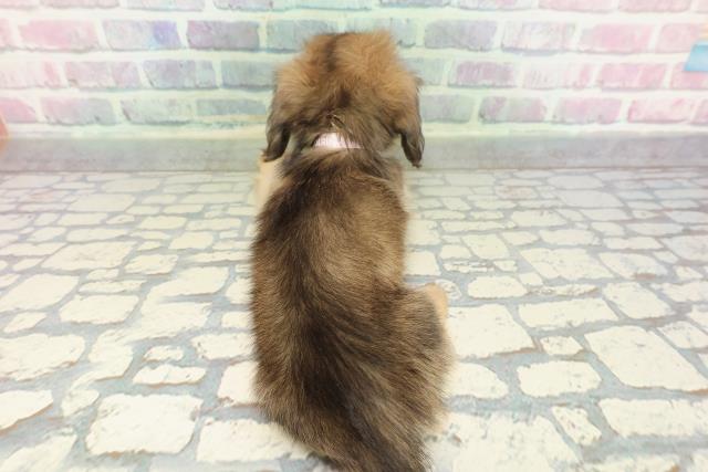 東京都のカニンヘンダックスフンド(ロング) (Coo&RIKU中野サンモール店/2026年1月2日生まれ/女の子/シェーデットイエロー)の子犬の4枚目の画像