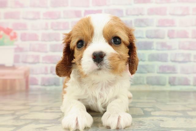 静岡県のキャバリアキングチャールズスパニエル (Coo&RIKU沼津店/2025年12月29日生まれ/女の子/ブレンハイム)の子犬の1枚目の画像