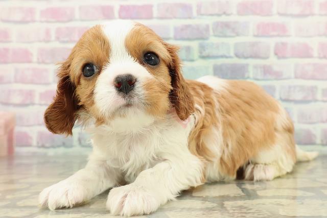 静岡県のキャバリアキングチャールズスパニエル (Coo&RIKU沼津店/2025年12月29日生まれ/女の子/ブレンハイム)の子犬の2枚目の画像