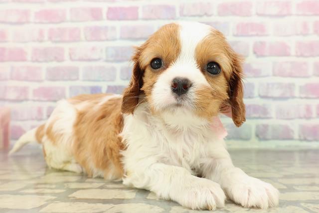 静岡県のキャバリアキングチャールズスパニエル (Coo&RIKU沼津店/2025年12月29日生まれ/女の子/ブレンハイム)の子犬の3枚目の画像