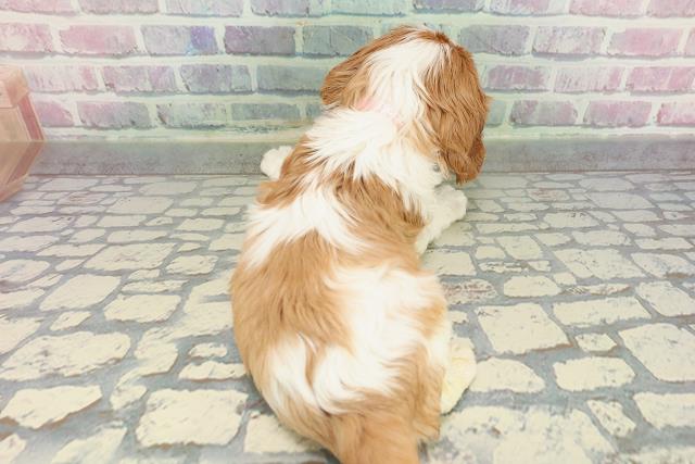 静岡県のキャバリアキングチャールズスパニエル (Coo&RIKU沼津店/2025年12月29日生まれ/女の子/ブレンハイム)の子犬の4枚目の画像