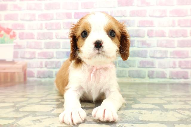 山口県のキャバリアキングチャールズスパニエル (Coo&RIKUサンパークあじす店/2026年1月2日生まれ/女の子/ブレンハイム)の子犬の1枚目の画像