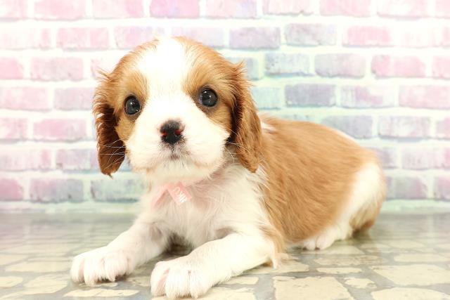山口県のキャバリアキングチャールズスパニエル (Coo&RIKUサンパークあじす店/2026年1月2日生まれ/女の子/ブレンハイム)の子犬の2枚目の画像