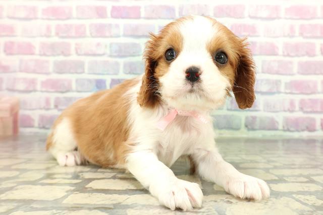 山口県のキャバリアキングチャールズスパニエル (Coo&RIKUサンパークあじす店/2026年1月2日生まれ/女の子/ブレンハイム)の子犬の3枚目の画像