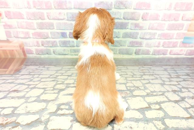 山口県のキャバリアキングチャールズスパニエル (Coo&RIKUサンパークあじす店/2026年1月2日生まれ/女の子/ブレンハイム)の子犬の4枚目の画像