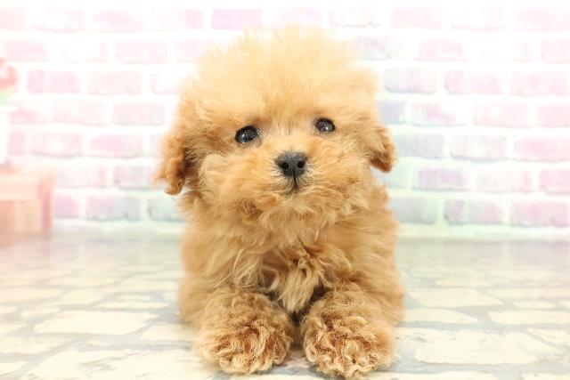 富山県のトイプードル(トイ) (Coo&RIKU富山店/2025年12月28日生まれ/女の子/アプリコット)の子犬の1枚目の画像