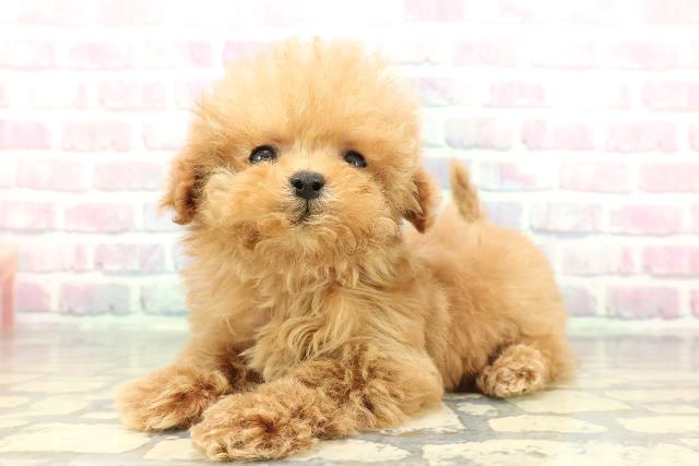 富山県のトイプードル(トイ) (Coo&RIKU富山店/2025年12月28日生まれ/女の子/アプリコット)の子犬の2枚目の画像