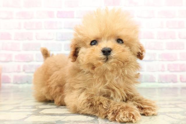 富山県のトイプードル(トイ) (Coo&RIKU富山店/2025年12月28日生まれ/女の子/アプリコット)の子犬の3枚目の画像