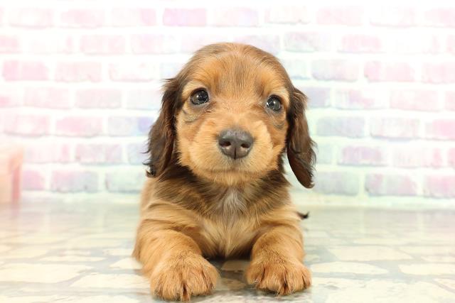 ミニチュア・ダックスフンド