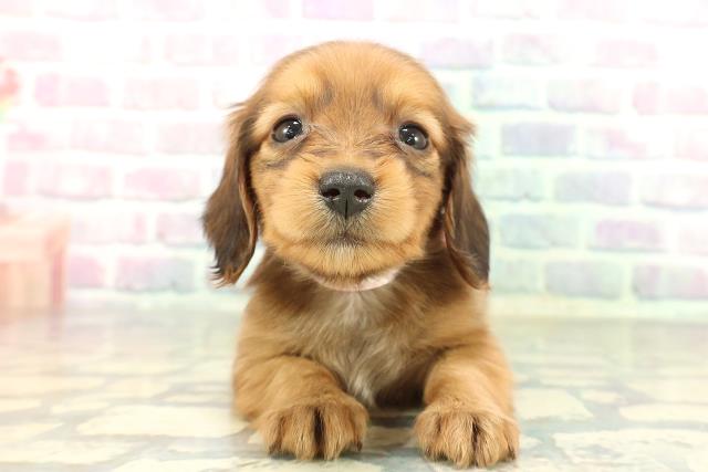 岩手県のミニチュアダックスフンド(ロング) (Coo&RIKU一関店/2026年1月3日生まれ/女の子/レッド)の子犬