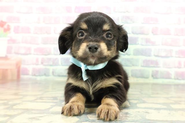 山形県のチワックス(チワワ×ダックス) (Coo&RIKU山形店/2026年1月3日生まれ/男の子/ブラックタン)の子犬