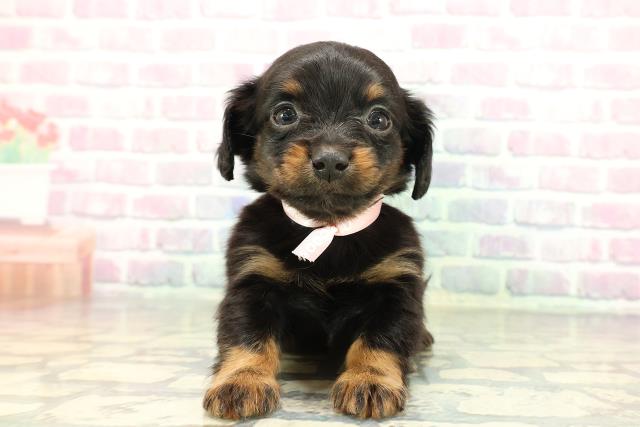 岩手県のチワックス(チワワ×ダックス) (Coo&RIKU一関店/2026年1月3日生まれ/女の子/ブラックタン)の子犬