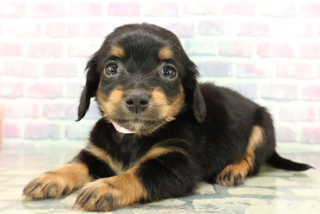 長野県のチワックス(チワワ×ダックス) (Coo&RIKU綿半諏訪店/2026年1月3日生まれ/女の子/ブラックタン)の子犬の2枚目の画像