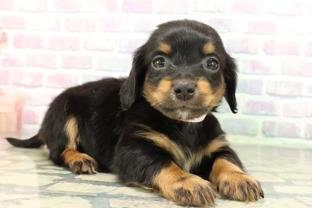 長野県のチワックス(チワワ×ダックス) (Coo&RIKU綿半諏訪店/2026年1月3日生まれ/女の子/ブラックタン)の子犬の3枚目の画像