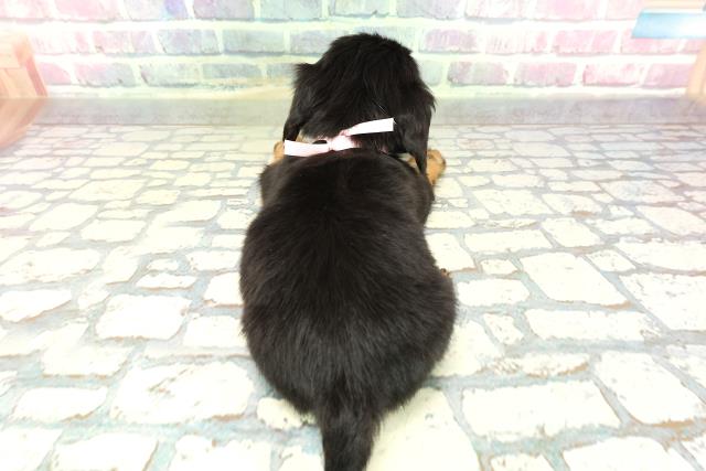 長野県のチワックス(チワワ×ダックス) (Coo&RIKU綿半諏訪店/2026年1月3日生まれ/女の子/ブラックタン)の子犬の4枚目の画像