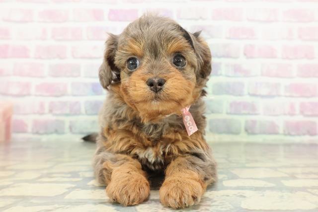 東京都のチワプー/プーチー(チワワ×プードル) (Coo&RIKU武蔵小山店/2026年1月3日生まれ/女の子/ブルーマール)の子犬の1枚目の画像